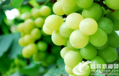 翠屏區首張食用農產品合格證啟用 守護百姓“菜籃子”安全